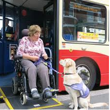 A person in a wheelchair with a service dog in front of a bus 