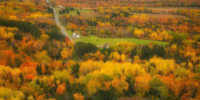 An elevated view of a forested landscape with a winding road leading to a small house among the trees. The scene shows dense trees and an overcast sky, focusing on natural features.